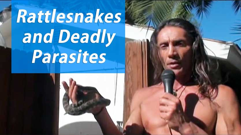 Rattlesnakes and Deadly Parasites