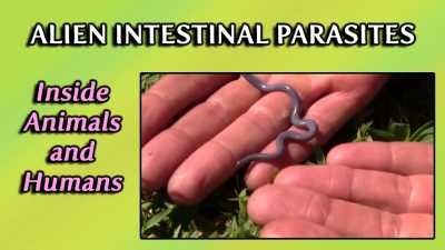 Alien Intestinal Parasites Inside Animals and Humans