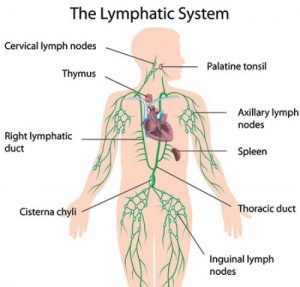 Lymphatic System Facts