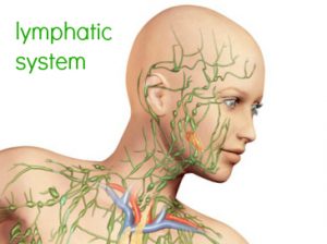 Lymphatic System Head
