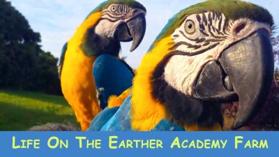 Life On The Earther Academy Farm