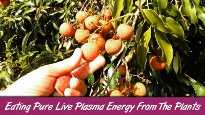 Eating Pure Live Plasma Energy From The Plants