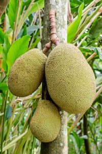Jackfruit Hanging