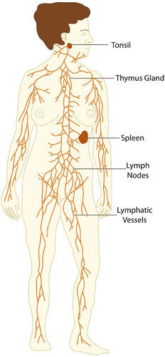 Introduction To Lymphatic System Detoxification