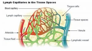 Lymph Capillaries In The Tissue Spaces