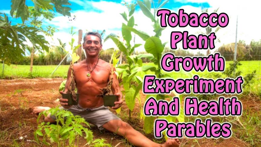 Tobacco Plant Growth Experiment And Health Parables