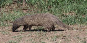 Mongoose The Most Vicious Predator in Hawaii
