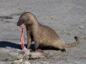 Mongoose The Most Vicious Predator in Hawaii