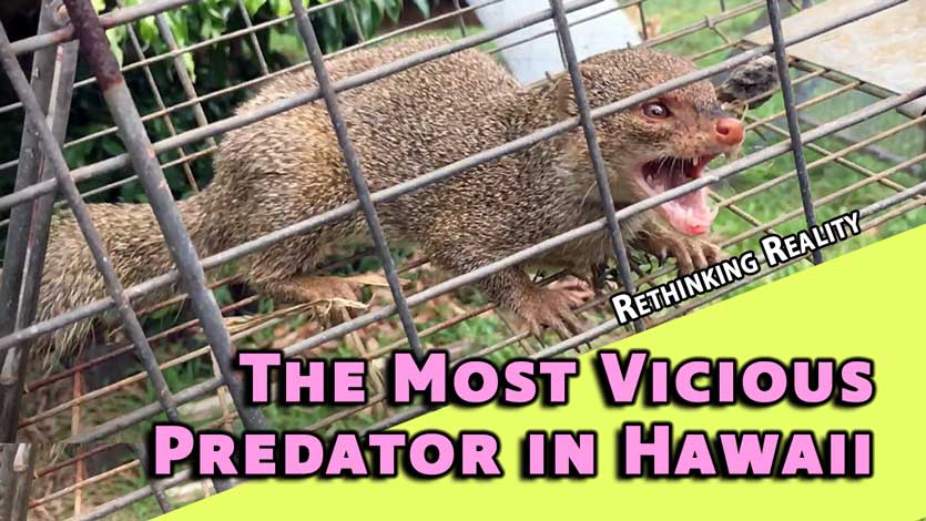 Rethinking Reality: The Most Vicious Predator in Hawaii