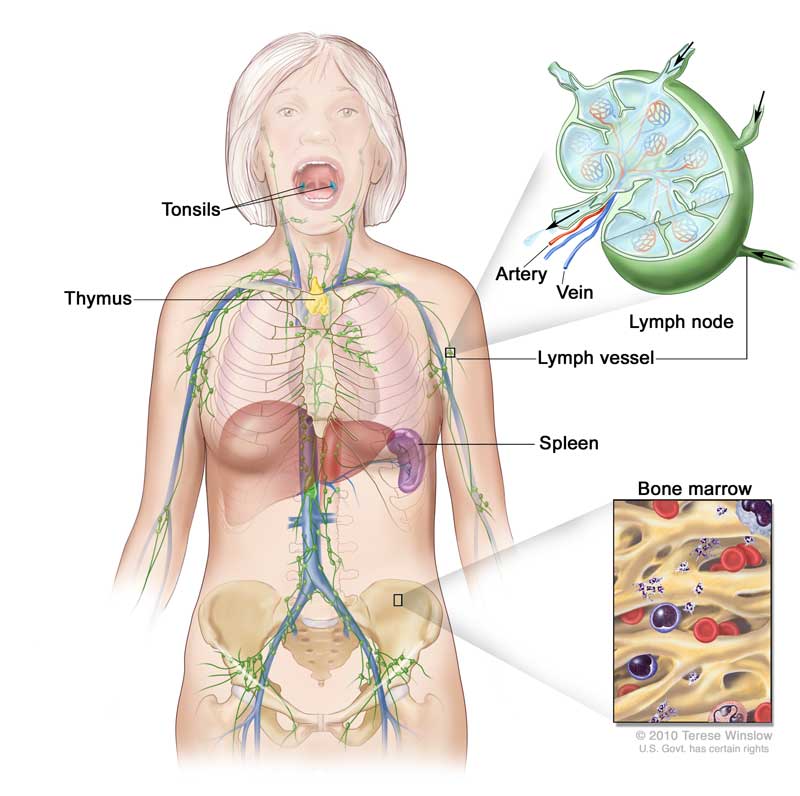 Lymphatic System Information