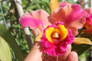 Hawaiian Hybrid Orchid With Fragrance