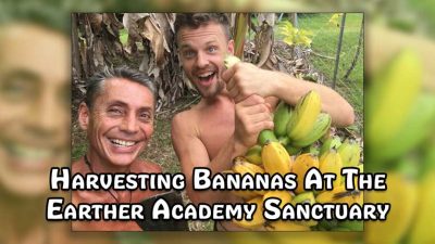 Harvesting Bananas At The Earther Academy Sanctuary