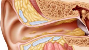 Ear Canal Chart