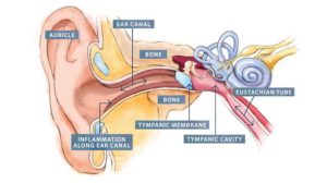 Ear Canal Chart