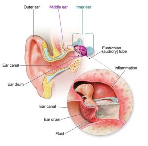 Ear Canal Chart