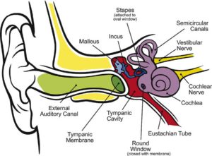 Ear Canal Chart