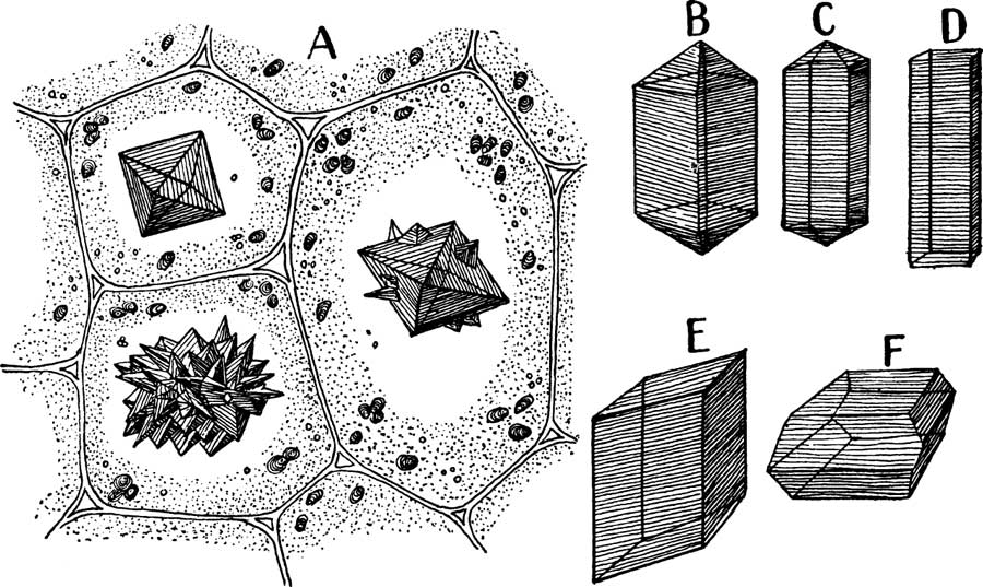 Different forms of calcium oxalate crystals,