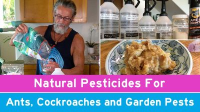Natural Pesticides For Ants, Cockroaches and Garden Pests