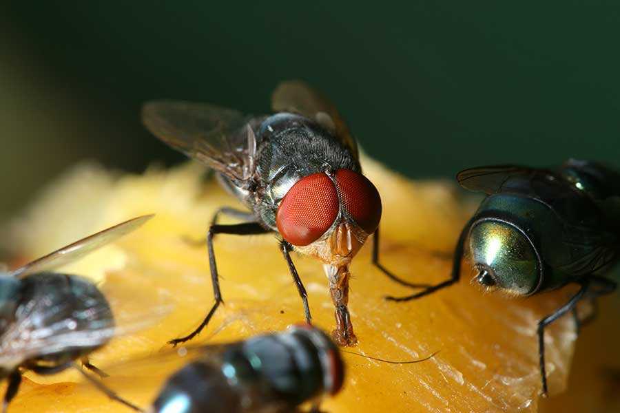 Digested Fly Prevention And Treatment Of Disease Transmitting Flies - Earther Academy