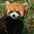 Profile picture of healthykungfu