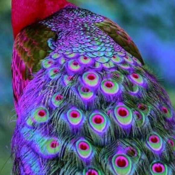 Profile picture of ChrisWallace